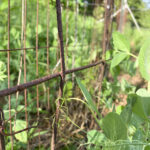 cross pieces of a vine trellis